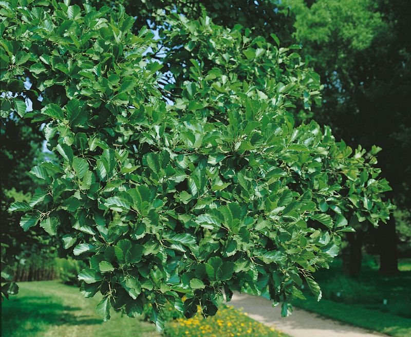 Alnus glutinosa