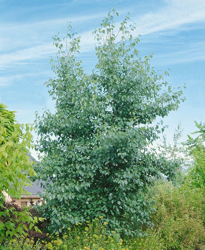 Alnus incana