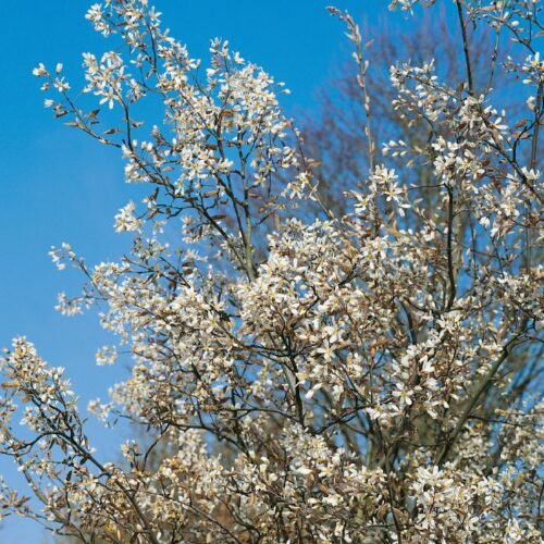 Amelanchier lamarckii