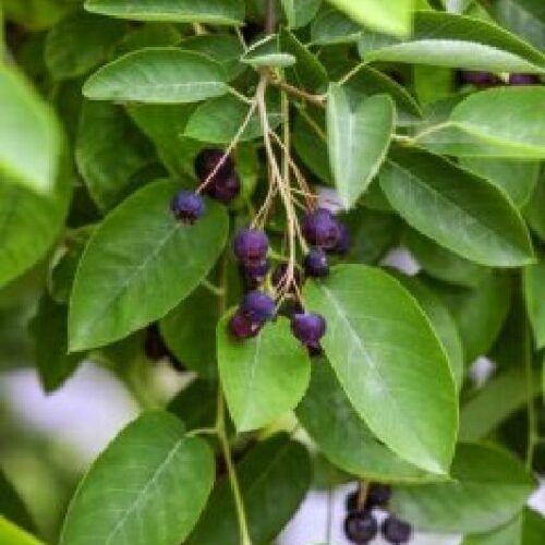 Amelanchier ovalis