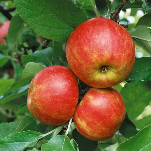 Apfel in Sorten