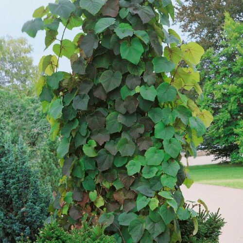 Aristolochia durior