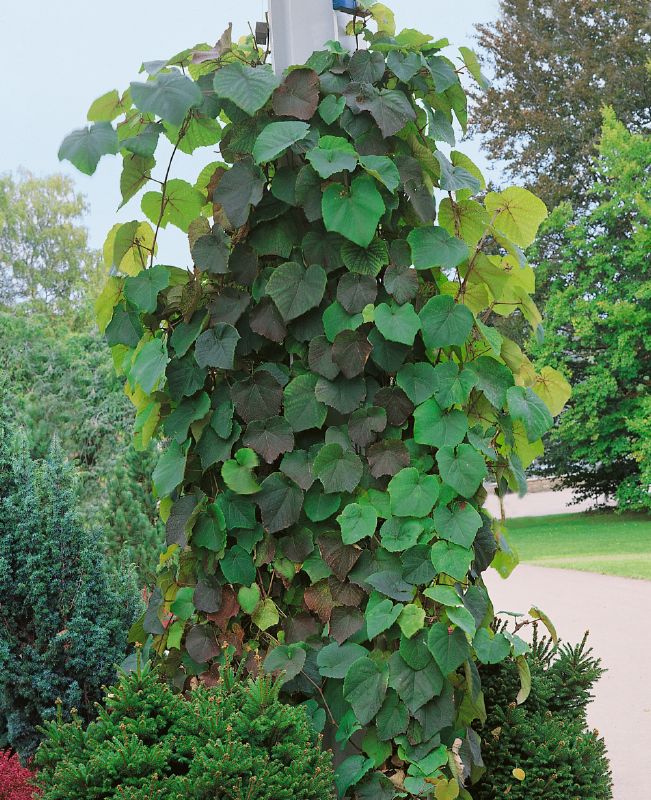 Aristolochia durior