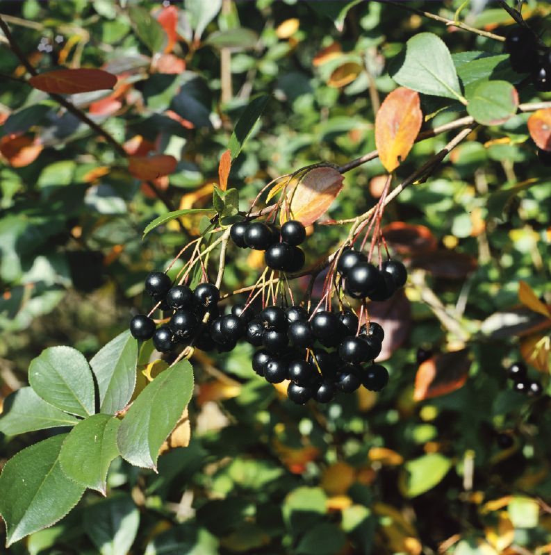 Aronia melanocarpa