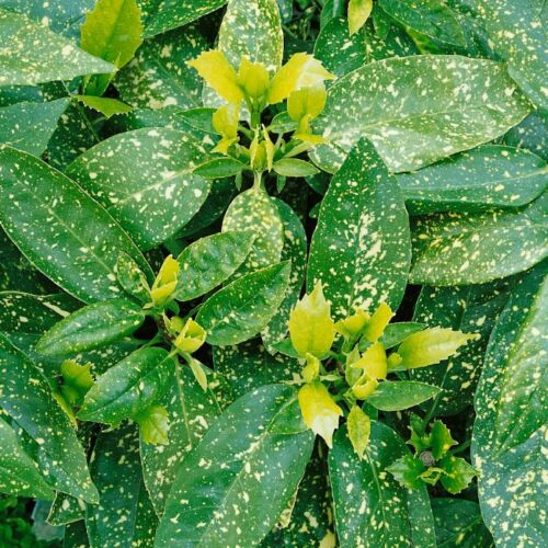 Aucuba japonica Variegata