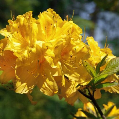 Azalea Hybriden in Sorten