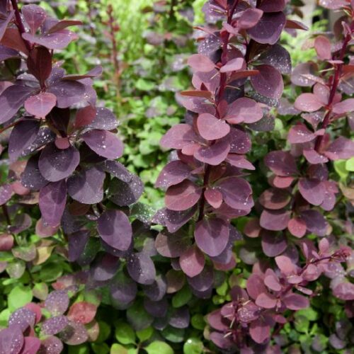 Berberis ottawensis Superba