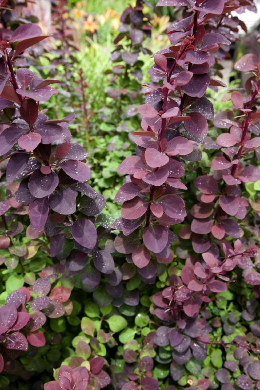 Berberis ottawensis Superba
