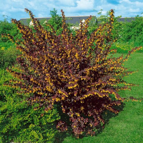 Berberis thunbergii Atropurpurea