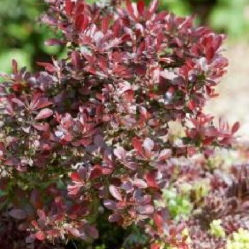 Berberis thunbergii Atropurpurea Nana