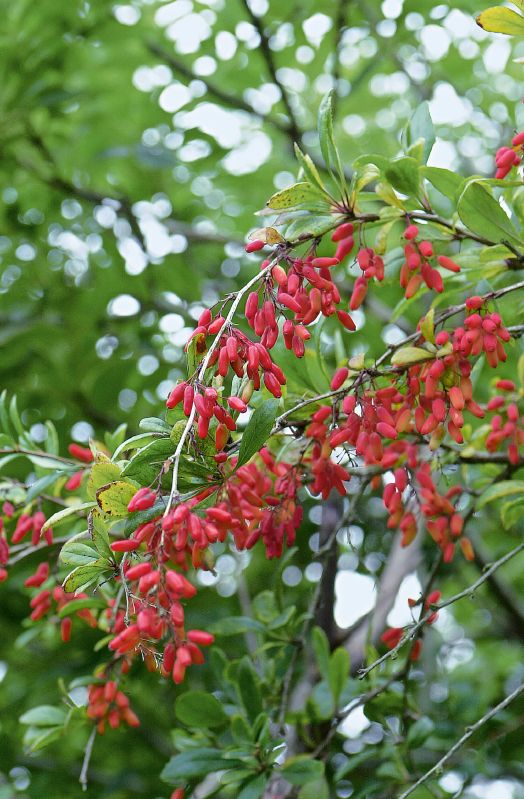 Berberis vulgaris