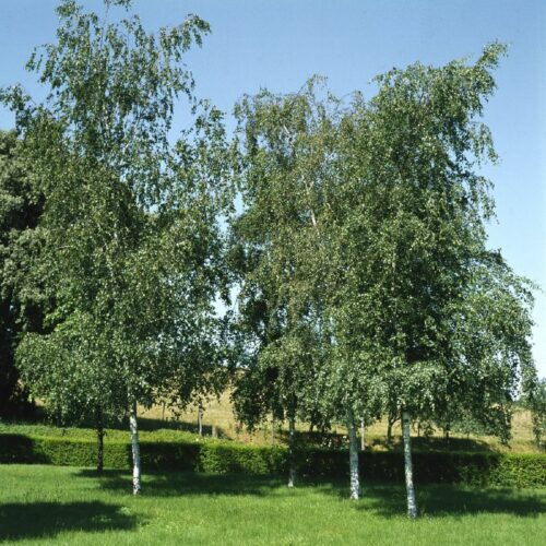 Betula pendula