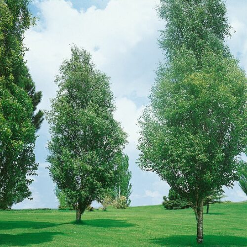 Betula pendula Fastigiata