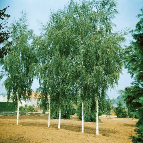 Betula utilis