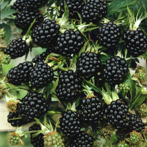 Brombeere in Sorten