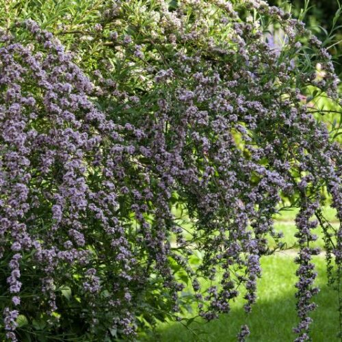 Buddleja alternifolia