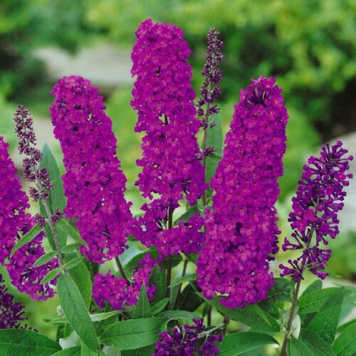 Buddleja davidii Hybriden in Sorten