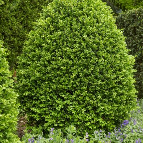 Buxus sempervirens arborescens