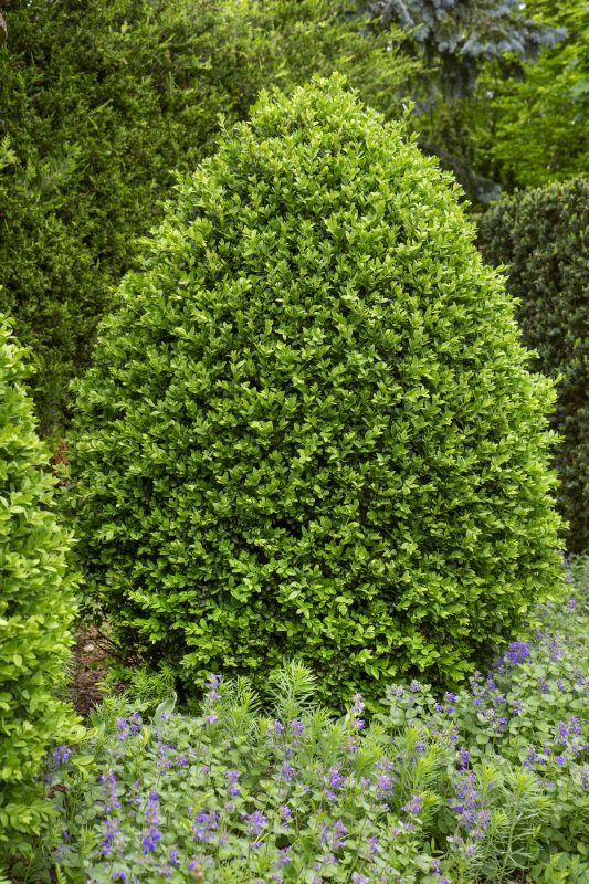 Buxus sempervirens arborescens