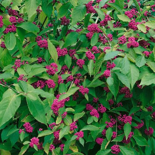 Callicarpa bodinieri var. giraldii