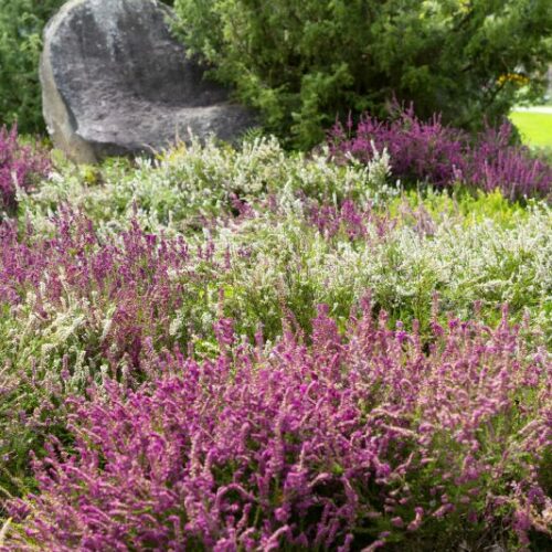 Calluna vulgaris