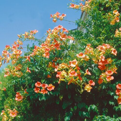Campsis radicans