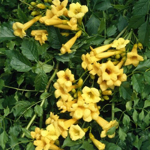 Campsis radicans Flava (Yellow Trumpet)