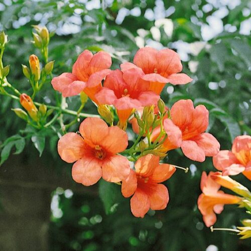 Campsis tagliabuana Mme.Galen