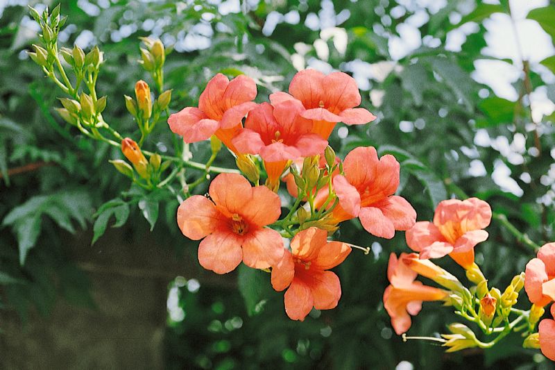 Campsis tagliabuana Mme.Galen