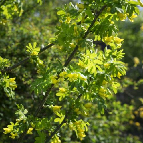 Caragana arborescens