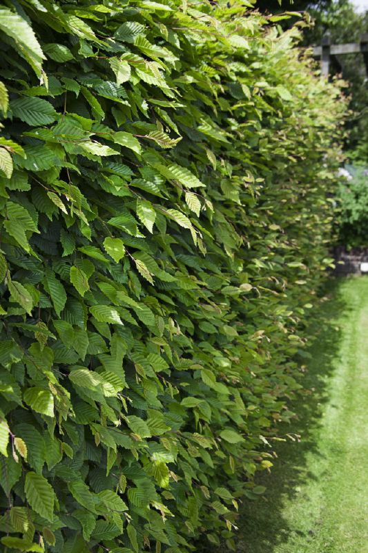 Carpinus betulus