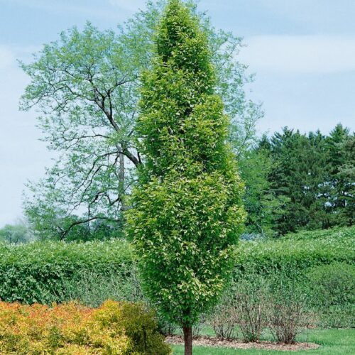 Carpinus betulus Fastigiata