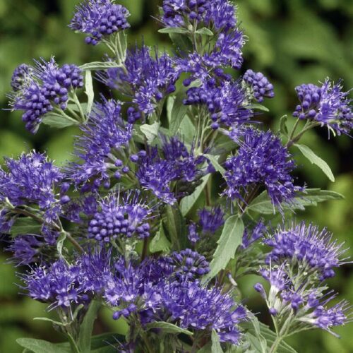Caryopteris clandonensis