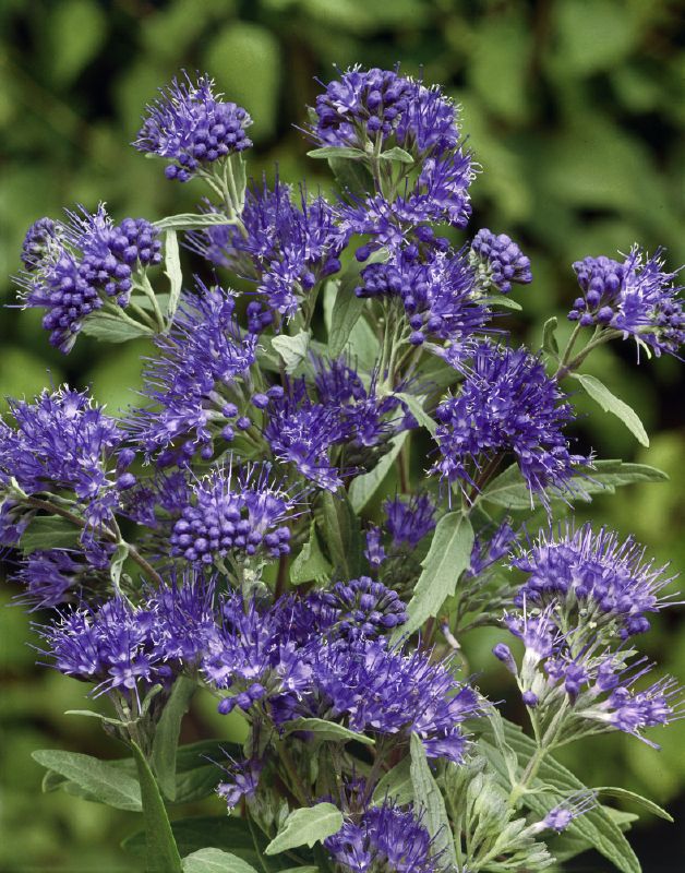 Caryopteris clandonensis