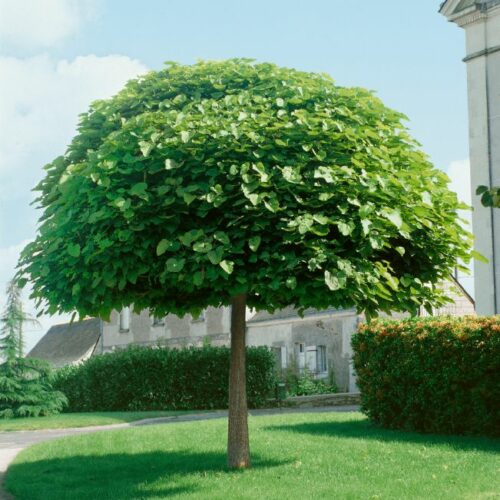 Catalpa bungeii (bignoides Nana), H