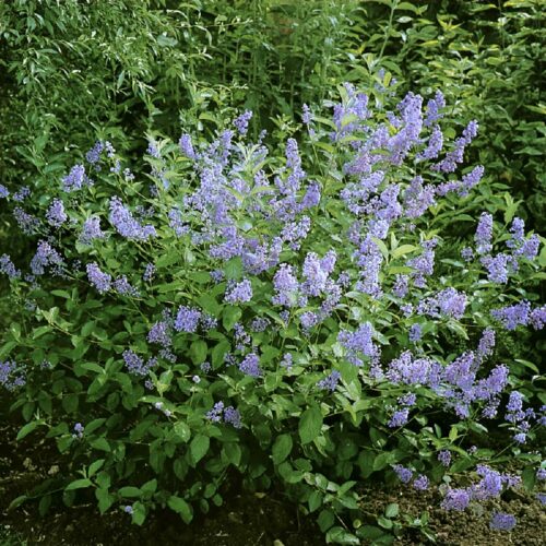 Ceanothus dielsianus