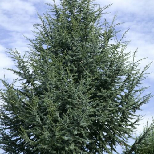 Cedrus atlantica Glauca