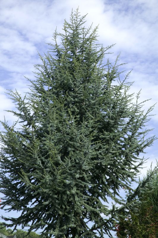 Cedrus atlantica Glauca