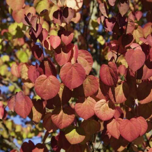 Cercidiphyllum japonicum