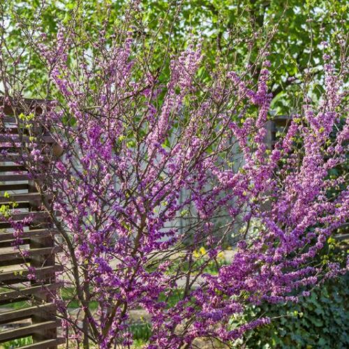 Cercis siliquastrum