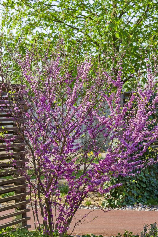Cercis siliquastrum