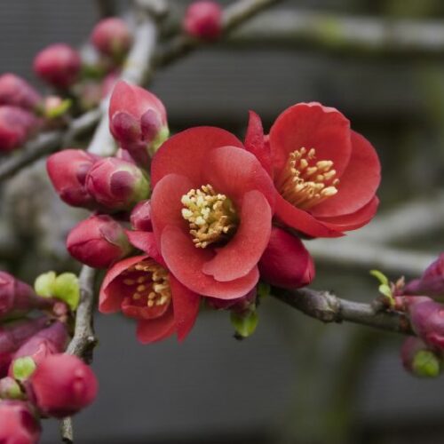 Chaenomeles Cido