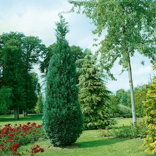 Chamaecyparis laws. Alumii