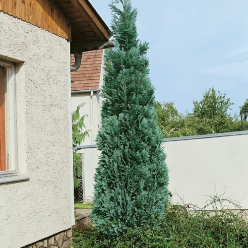 Chamaecyparis laws.Columnaris Glauca