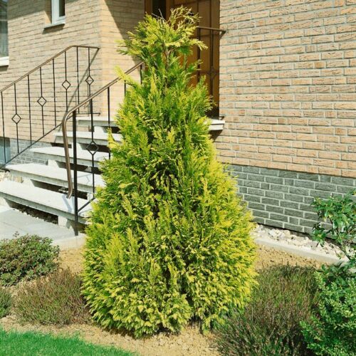 Chamaecyparis laws.Golden Wonder