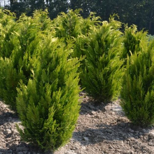 Chamaecyparis laws.Lanei