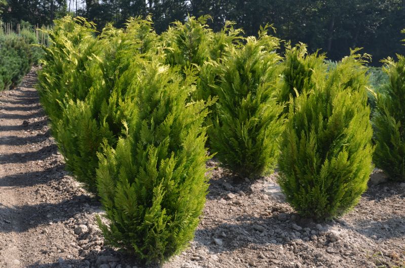 Chamaecyparis laws.Lanei