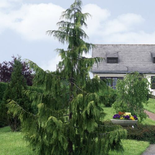 Chamaecyparis nootkatensis Pendula