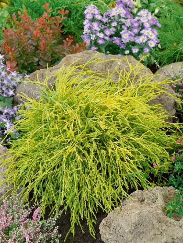 Chamaecyparis pis. Filifera Sungold