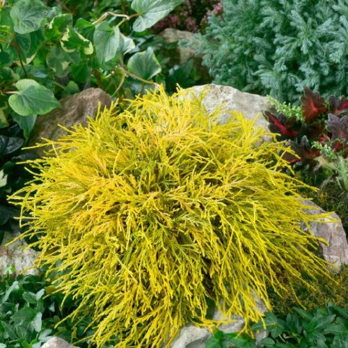 Chamaecyparis pis. Filifera Aurea Nana